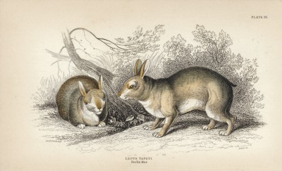 Заяц бразильский (lepus tapeti (лат.)) (лист 28 тома I "Библиотеки натуралиста" Вильяма Жардина, изданного в Эдинбурге в 1842 году)