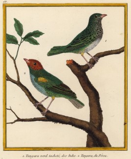 Танагры, обитающие в Индии (1) и Перу (2) (из Table des Planches Enluminées d'Histoire Naturelle de M. D'Aubenton (фр.). Утрехт. 1783 год (лист 133))