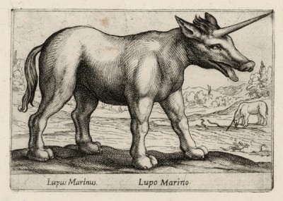 Морской волк-единорог (лист из альбома Nova raccolta de li animali piu curiosi del mondo disegnati et intagliati da Antonio Tempesta... Рим. 1651 год)