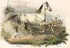 Казачья лошадь из конюшни герцога Нортумберленда. Cheval cosaque appartenant au Duc de Nothumberland. Редкая литография Виктора Адама, изданная в Париже в 1827 г.