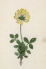 Клевер бледноватый (Trifolium pallascens (лат.)) (лист 111 известной работы Йозефа Карла Вебера "Растения Альп", изданной в Мюнхене в 1872 году)