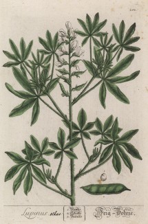 Люпин (Lupinus (лат.)) -- растение из семейства бобовые. В семенах люпина высоко содержание масла (от 5 до 20 %), по качеству близкого к оливковому (лист 282 "Гербария" Элизабет Блеквелл, изданного в Нюрнберге в 1757 году)