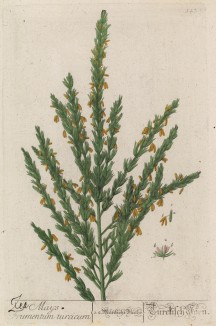 Кукуруза, маис, кукуруза сахарная (Zea mays (лат.)) из семейства злаки (лист 574а "Гербария" Элизабет Блеквелл, изданного в Нюрнберге в 1760 году)