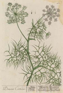 Морковь (Daucus carota (лат.)). Завезена в Европу в X—XIII вв.; Ибн-аль-Авам из Андалусии описывал её красные и жёлтые сорта. Оранжевая морковь появилась в Голландии в XVII веке (лист 471 "Гербария" Э. Блеквелл, изданного в Нюрнберге в 1760 году)