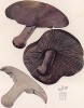 Рядовка фиолетовая, или леписта голая, она же леписта фиолетовая, синюха и синичка, Tricholoma nudum Bull. (лат.). Неплохой съедобный гриб. Дж.Бресадола, Funghi mangerecci e velenosi, т.I, л.45. Тренто, 1933