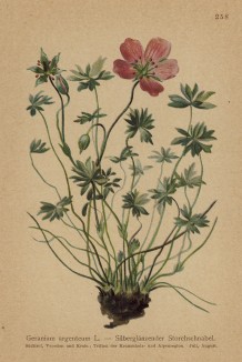 Герань серебристая (Geranium argenteum (лат.)) (из Atlas der Alpenflora. Дрезден. 1897 год. Том III. Лист 258)