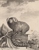 Обыкновенная игрунка, или уистити, она же мармозетка. Лист XIV иллюстраций к пятнадцатому тому знаменитой "Естественной истории" графа де Бюффона. Париж, 1767