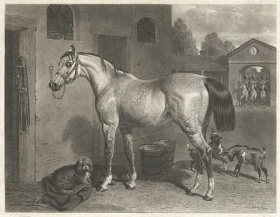 Кавалерийская лошадь. Офорт с живописного оригинала Джона Херринга - британского художника, специализировавшегося на изображении лошадей. Его работы любила королева Виктория. Лондон, 1840