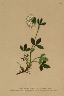 Клевер норикский (Trifolium noricum (лат.)) (из Atlas der Alpenflora. Дрезден. 1897 год. Том III. Лист 243)
