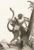 Зелёная мартышка (лист из La ménagerie du muséum national d'histoire naturelle ou description et histoire des animaux... -- знаменитой в эпоху Наполеона работы по натуральной истории)