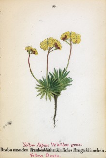 Крупка молодиловидная (Draba aizoides (лат.)) (лист 59 известной работы Йозефа Карла Вебера "Растения Альп", изданной в Мюнхене в 1872 году)