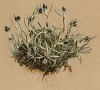 Сушеница приземистая (Gnaphalium supinum (лат.)) (из Atlas der Alpenflora. Дрезден. 1897 год. Том V. Лист 448)