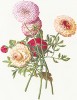 Ранункулюс, или лютик азиатский (садовый) (лат. Ranunculus). Из альбома Fruits and Flowers. Лондон, 1955