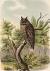 Ушастая сова в 1/3 натуральной величины (лист LV красивой работы Оскара фон Ризенталя "Хищные птицы Германии...", изданной в Касселе в 1894 году)