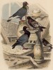 Голуби (иллюстрация к работе Ахилла Конта Musée d'histoire naturelle, изданной в Париже в 1854 году)