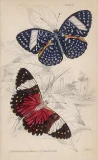 Бабочки 1. Peridromia Arethusa 2. Peridromia Amphinome (лат.)) (лист 18 XXXVI тома "Библиотеки натуралиста" Вильяма Жардина, изданного в Эдинбурге в 1837 году)