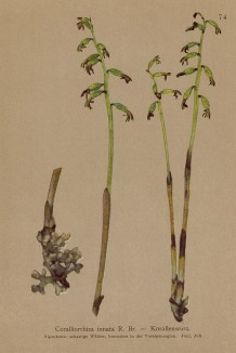 Ладьян, занесённый в Красную книгу (Corallorrhiza innata R. B. (лат.)) (из Atlas der Alpenflora. Дрезден. 1897 год. Том I. Лист 74)