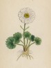 Лютик приальпийский (Ranunculus alpestris (лат.)) (лист 15 известной работы Йозефа Карла Вебера "Растения Альп", изданной в Мюнхене в 1872 году)