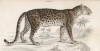 Леопард (Felis Leopardus (лат.)) по Кювье (лист 8 тома III "Библиотеки натуралиста" Вильяма Жардина, изданного в Эдинбурге в 1834 году)