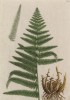 Папоротник (щитовник мужской) (Filix mas (лат.)) -- один из самых красивых и распространённых ровесников динозавров (лист 323 "Гербария" Элизабет Блеквелл, изданного в Нюрнберге в 1757 году)