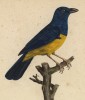 Пиранга сине-жёлтая (Pyranga cyanicterus (лат.)) (лист из альбома литографий "Галерея птиц... королевского сада", изданного в Париже в 1822 году)
