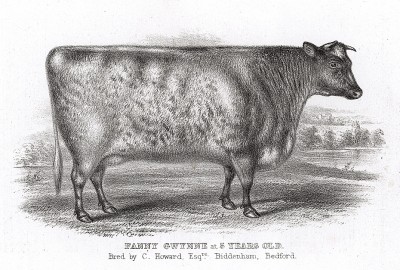 Корова Хохотушка Гвинни мистера Говарда. Farmer's Magazin. Лондон, 1844