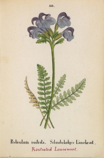 Мытник носатый (Pedicularis rostrata (лат.)) (лист 313 известной работы Йозефа Карла Вебера "Растения Альп", изданной в Мюнхене в 1872 году)