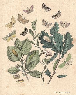 Бабочки-пяденицы и другие совки. "Книга бабочек" Фридриха Берге, Штутгарт, 1870. 