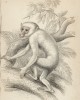 Белая макака (macacus brachyurus (лат.)) (лист 1 тома I "Библиотеки натуралиста" Вильяма Жардина, изданного в Эдинбурге в 1842 году)