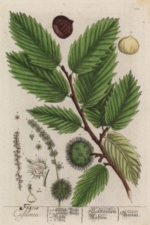 Каштан (Fagus Castanea (лат.)) -- род деревьев из семейства буковые (лист 330 "Гербария" Элизабет Блеквелл, изданного в Нюрнберге в 1757 году)