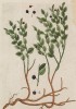 Черника (черника миртолистная (лат. Vaccinium myrtillus) — вид многолетних низкорослых кустарничков из рода вакциниум семейства вересковые (лист 463 "Гербария" Элизабет Блеквелл, изданного в Нюрнберге в 1760 году)