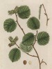 Лещина, или орешник (Corylus (лат.)) (лист 293 "Гербария" Элизабет Блеквелл, изданного в Нюрнберге в 1757 году)