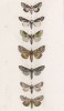 Бабочки родов Cleophana, Egyra, Plusia, Cucullia, Leucania и Сosmia (лат.) (лист 78)