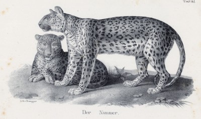 Семья леопардов (лист 24 первого тома работы профессора Шинца Naturgeschichte und Abbildungen der Menschen und Säugethiere..., вышедшей в Цюрихе в 1840 году)