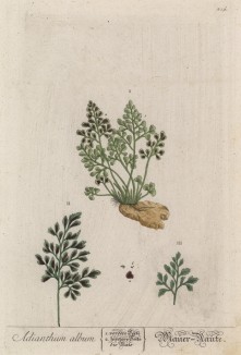 Костенец рута постенная (Asplenium ruta-muraria (лат.)) -- род папоротники семейства асплениевые (лист 219 "Гербария" Элизабет Блеквелл, изданного в Нюрнберге в 1757 году)