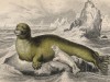 Морской заяц, или лахтак (Phoca barbata (лат.)) с детёнышем (лист 5 тома VI "Библиотеки натуралиста" Вильяма Жардина, изданного в Эдинбурге в 1843 году)