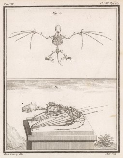 Скелет летучей мыши (лист XXII иллюстраций к седьмому тому знаменитой "Естественной истории" графа де Бюффона, изданному в Париже в 1758 году)
