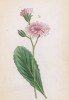 Скерда розовая (Crepis incarnata (лат.)) (лист 240 известной работы Йозефа Карла Вебера "Растения Альп", изданной в Мюнхене в 1872 году)