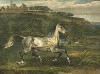 Казачья лошадь. A cossack horse. Редкая литография Джеймса Уорда, изданная в Лондоне в 1824 г.