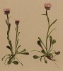 Мелколепестник одиночнокорзиночный, или одноцветковый (Erigeron uniflorus (лат.)) (из Atlas der Alpenflora. Дрезден. 1897 год. Том V. Лист 441)