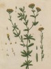 Агератум Гаустона, или агератум мексиканский, или долгоцветка (Ageratum houstonianum (лат.)) — многолетнее травянистое растение семейства астровые (сложноцветные) (лист 300 "Гербария" Элизабет Блеквелл, изданного в Нюрнберге в 1757 году)