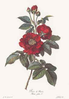 Французская роза, или шиповник французский. С гравюры по рисунку Херарда ван Спаендонка из издания "Магия розы". Штутгарт, 1963 г.