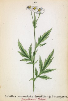 Тысячелистник крупнолистный (Achillea macrophylla (лат.)) (лист 215 известной работы Йозефа Карла Вебера "Растения Альп", изданной в Мюнхене в 1872 году)