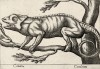 Хамелеон (самаleonte (ит.)) (лист из альбома Nova raccolta de li animali piu curiosi del mondo disegnati et intagliati da Antonio Tempesta... Рим. 1651 год)