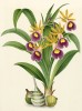 Орхидея GALEANDRA BATEMANI (лат.) (лист DCCXXIX Lindenia Iconographie des Orchidées - обширнейшей в истории иконографии орхидей. Брюссель, 1901)
