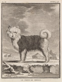 Сибирская собака (лист VI иллюстраций ко второму тому знаменитой "Естественной истории" графа де Бюффона, изданному в Париже в 1749 году)