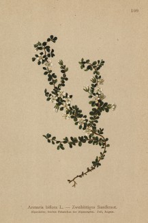 Песчанка двуцветковая (Arenaria biflora (лат.)) (из Atlas der Alpenflora. Дрезден. 1897 год. Том II. Лист 109)