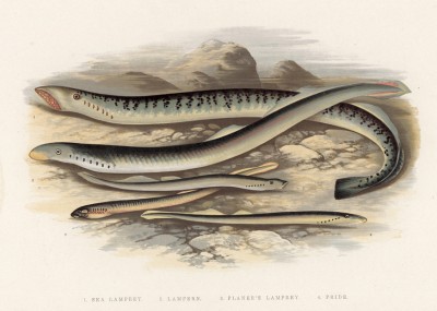 Миноги, обитающие в Темзе (иллюстрация к "Пресноводным рыбам Британии" -- одной из красивейших работ 70-х гг. XIX века, выполненных в технике хромолитографии)
