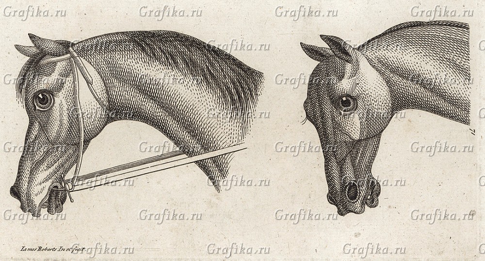 Голова лошади в профиль и в три четверти (Робертс Джеймс) — гравюры и  репродукции на Grafika.ru