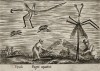 Долгоножки и караморы (лист из альбома Nova raccolta de li animali piu curiosi del mondo disegnati et intagliati da Antonio Tempesta... Рим. 1651 год)